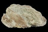 Xiphactinus (Cretaceous Fish) Vertebra - Kansas #102675-2